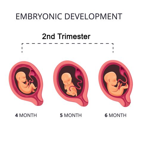 Unraveling the Significance of Second Trimester Pregnancy Loss Revealed in Subconscious Reveries