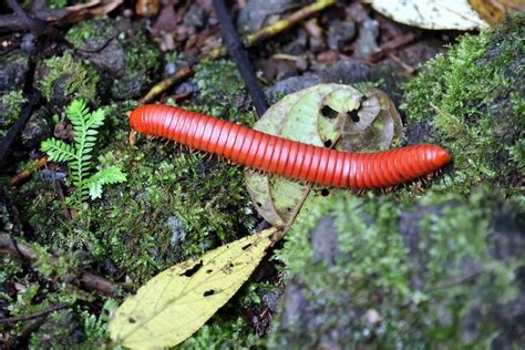 Unraveling the Significance of a Pale Millipede Dream: Pointers and Approaches