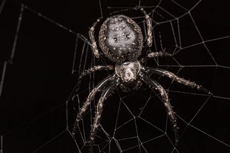 Unraveling the Spiritual Significance of Spider Imagery