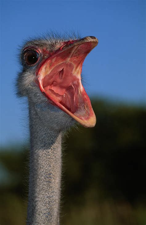 Unraveling the Subconscious Impact: Compassing the Significance of the Ostrich Aggression