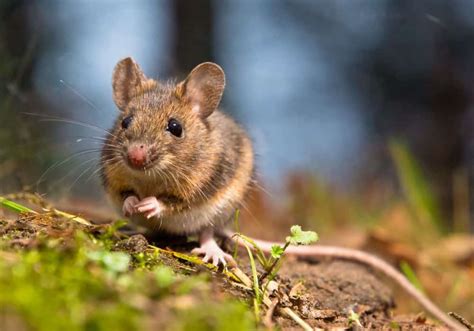 Unraveling the Symbolic Meanings of Offspring Mice in Diverse Cultures