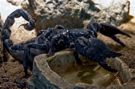 Unraveling the Symbolism: Exploring the Meaning of a Scorpion in Dream Interpretation