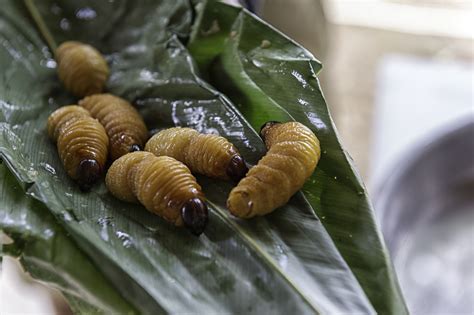 Unraveling the Symbolism: What Do Ivory Larvae Represent in Dreamscapes?