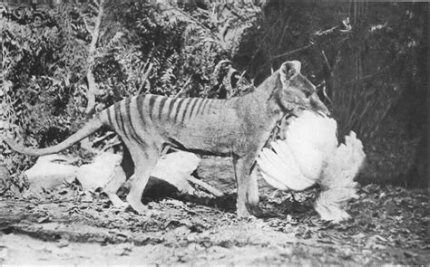 Unraveling the Thylacine's True Appearance: From Legend to Reality