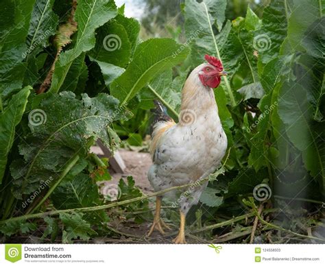 Unraveling the Veiled Significations Behind Rooster Ambushes