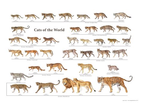 Unraveling the Wealth of Popular Felidae Species