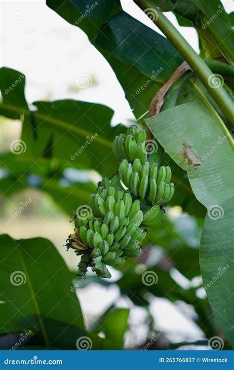 Unripe Plantains: A Symbol of Growth and Potential