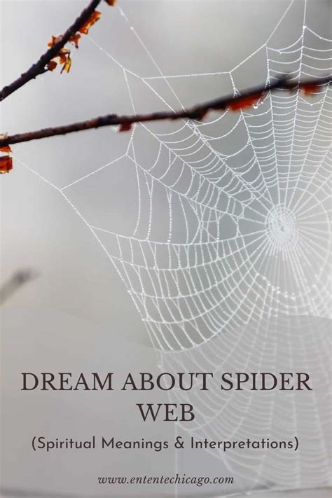 Untangling the Spider's Web: Exploring the Significance