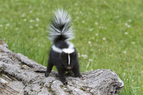 Unusual Encounter: Analyzing and Addressing a Skunk Intrusion at Home