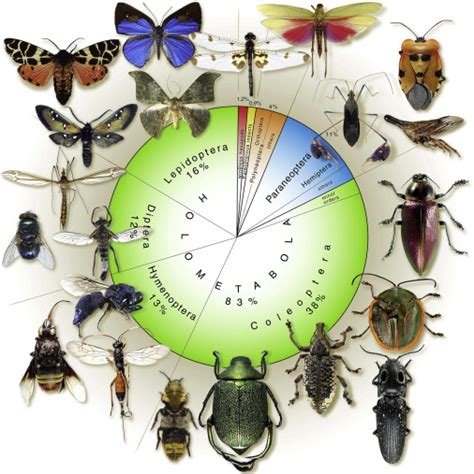 Unusual Insects: From Evolutionary Marvels to Environmental Importance