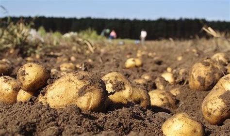 Unusual Potato Theft Stories: Bizarre Cases and Motives that Puzzle Experts