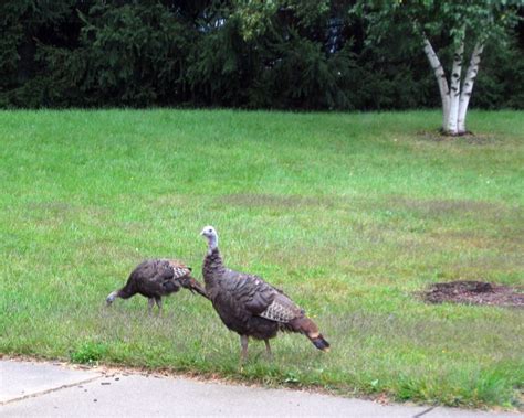 Unusual Sightings: Turkeys Ascending Trees