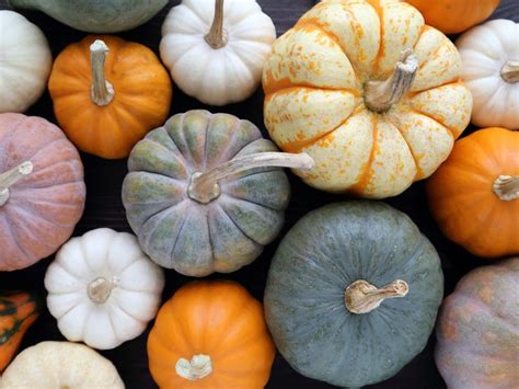 Unusual and Exotic: Discovering Unique Pumpkin Varieties from Around the World