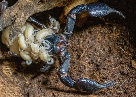 Unusual and Mesmerizing Pets: The Fascinating World of Scorpions