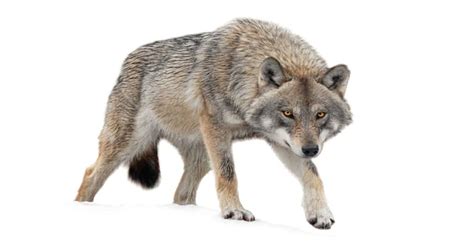 Unveil the Hidden Significance of Wolf Metamorphosis Reveries