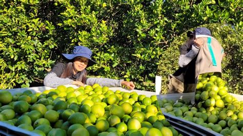 Unveil the Sensational Pleasure of Harvesting Fresh Lime Virtually