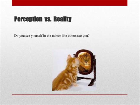 Unveiling Ali Cat's Stature: Perception versus Reality