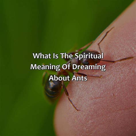 Unveiling Cultural Beliefs and Legends surrounding Ant Dreams