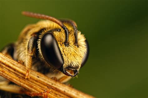 Unveiling Details of Cuban Bee's Personal Characteristics