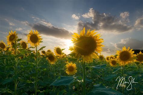 Unveiling Hidden Messages: Decoding Dreams of Sunflower Fields