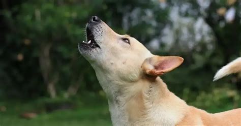 Unveiling Hidden Messages: Insights into Canine Jaw Encounters