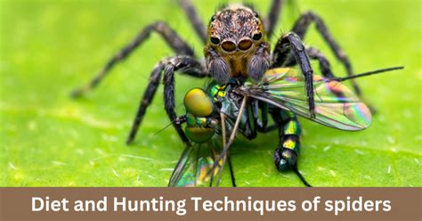 Unveiling Orb Spiders' Advanced Hunting Techniques