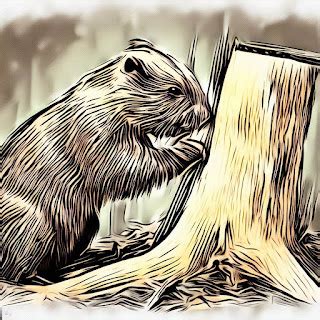 Unveiling Penney Beavers' Physical Attributes