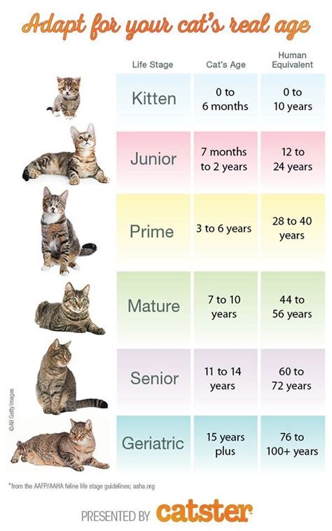 Unveiling Queen Kitten's Age, Height, and Figure