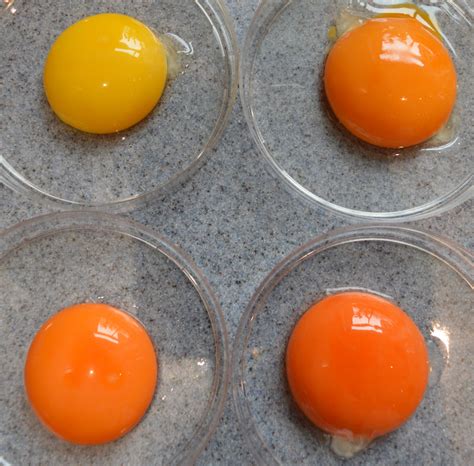 Unveiling Scientific Explanations for the Phenomenon of Red Egg Yolks