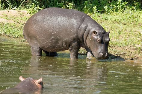 Unveiling Your Imagination: The Allure of Possessing a Companion Hippopotamus