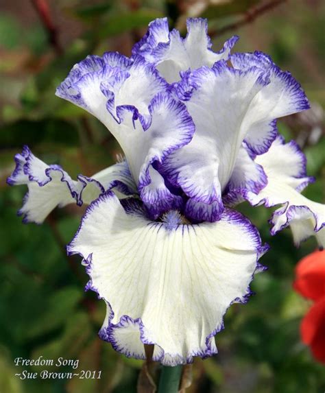 Unveiling the Ageless Spirit of Iris Freedom