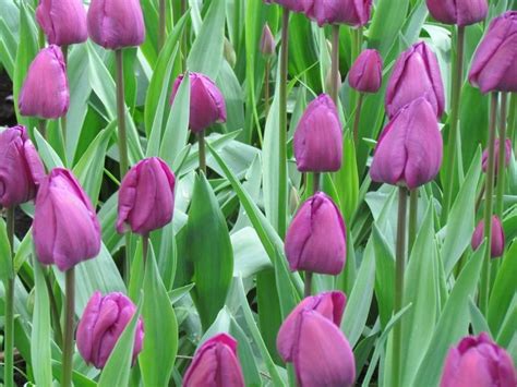 Unveiling the Allure of Purple Tulips: A Visual Delight for Your Gardens