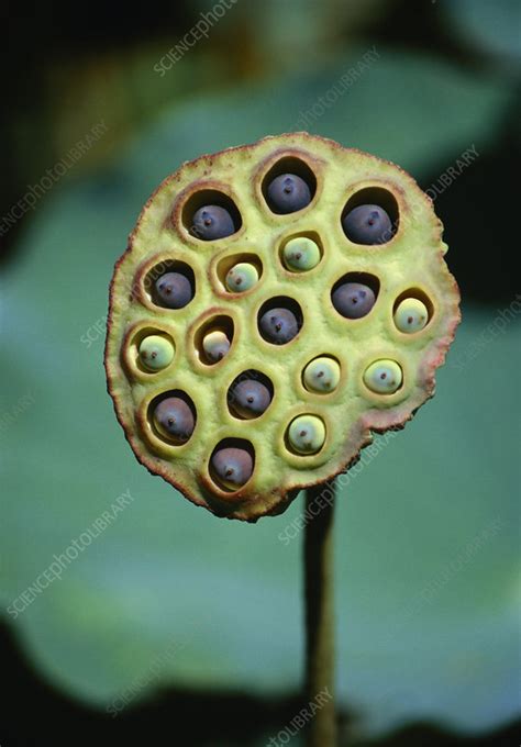 Unveiling the Ancient Origins of the Sacred Lotus Seed