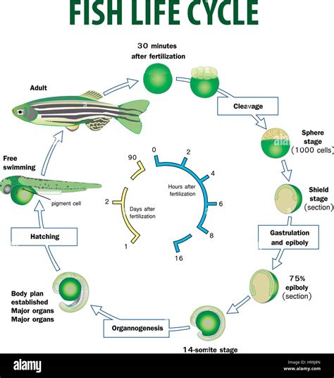 Unveiling the Astonishing Reproduction Cycle of Tilapia Fish