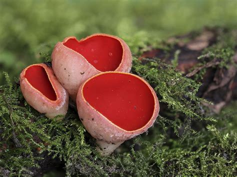 Unveiling the Beauty: The Astonishing Colors of Scarlet Fungi