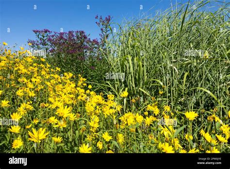 Unveiling the Breathtaking Elegance of Indigenous Prairie Flora