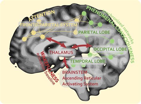 Unveiling the Cognitive Processes underlying the Neural Correlates of Address-Recall Association