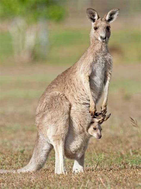 Unveiling the Concealed Significance behind Kangaroo Dreams