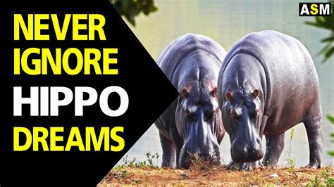 Unveiling the Cryptic Significance of Dreaming About Multiple Hippopotamus