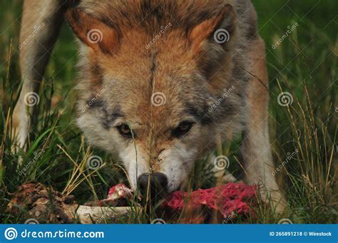 Unveiling the Dark Meanings behind Predatory Wolves Devouring Innocent Species