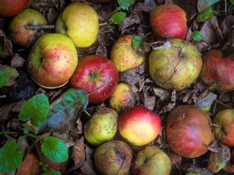 Unveiling the Deeper Significance Behind Nightmares of Decaying Fruit