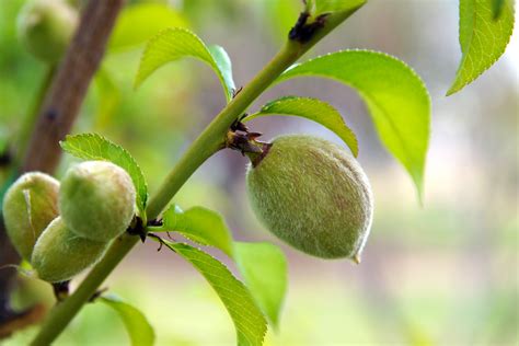 Unveiling the Deeper Significance of Imagery Surrounding the Nectarine Tree