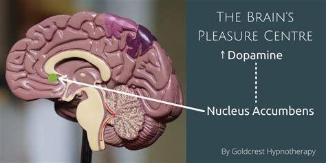 Unveiling the Delights of Brain's Pleasure Centers