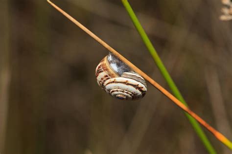 Unveiling the Elusive Nature of Extraordinary Gastropods