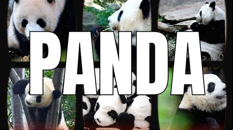 Unveiling the Emotional Bond: Exploring the Impact of Dream Pandas