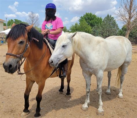 Unveiling the Enchanted Atmosphere of Miniature Equine Adventure