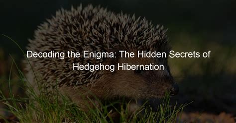 Unveiling the Enigma: Decoding Hedgehog Symbolism in Ancient Civilizations