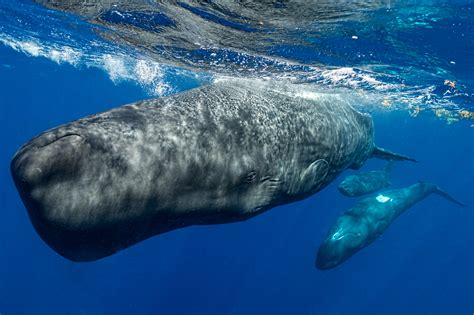 Unveiling the Enigma: Exploring the Mysterious Habits of the Sperm Whales