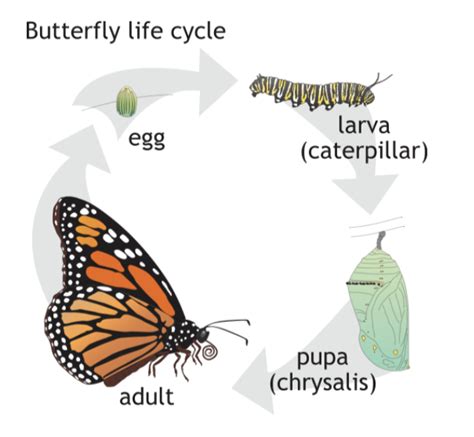 Unveiling the Enigma: The Intriguing Lifecycle of Butterflies