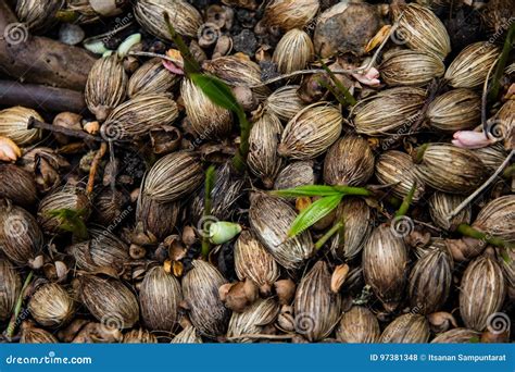 Unveiling the Enigma of Dreaming about Palm Seeds